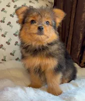 Berry, a male Pomeranian and Yorkshire Terrier for sale in Niles, IL – Photo 6 of 10