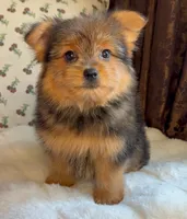 Berry, a male Pomeranian and Yorkshire Terrier for sale in Niles, IL – Photo 3 of 10