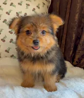 Berry, a male Pomeranian and Yorkshire Terrier for sale in Niles, IL – Photo 4 of 10