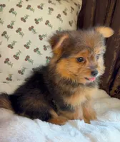 Berry, a male Pomeranian and Yorkshire Terrier for sale in Niles, IL – Photo 9 of 10