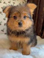 Berry, a male Pomeranian and Yorkshire Terrier for sale in Niles, IL – Photo 2 of 10