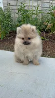 George , a male Pomeranian for sale in Niles, IL – 5 of 9