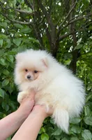 Fluffy , a female Pomeranian for sale in Niles, IL – 9 of 10
