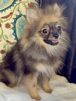 Ruby, a female Pomeranian for sale in Niles, IL – 6 of 10
