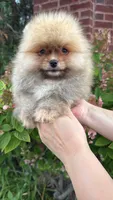 Benny, a male Pomeranian for sale in Niles, IL – 9 of 9