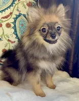 Ruby, a female Pomeranian for sale in Niles, IL – 10 of 10