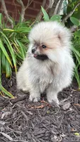 Luna, a female Pomeranian for sale in Niles, IL – 6 of 10
