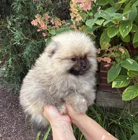 Max , a male Pomeranian for sale in Niles, IL – 4 of 10