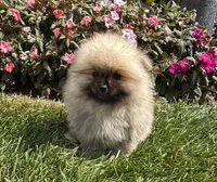 Max , a male Pomeranian for sale in Niles, IL – 2 of 10