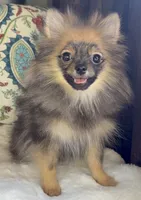 Ruby, a female Pomeranian for sale in Niles, IL – 9 of 10