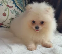Fluffy , a female Pomeranian for sale in Niles, IL – 2 of 8