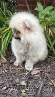 Luna, a female Pomeranian for sale in Niles, IL – 5 of 10