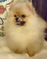 Pasha, a male Pomeranian for sale in Niles, IL – 5 of 10