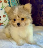 Tea cup Bella, a female Pomeranian and Yorkshire Terrier for sale in Niles, IL – 6 of 7