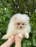 Fluffy , a female Pomeranian for sale in Niles, IL – 8 of 10