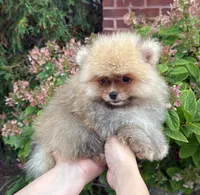 Benny, a male Pomeranian for sale in Niles, IL – 5 of 9