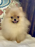 Pasha, a male Pomeranian for sale in Niles, IL – 10 of 10