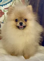 Pasha, a male Pomeranian for sale in Niles, IL – 8 of 10