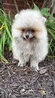 Luna, a female Pomeranian for sale in Niles, IL – 2 of 10