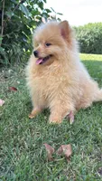 Charlie , a male Pomeranian and Yorkshire Terrier for sale in Niles, IL – 9 of 10