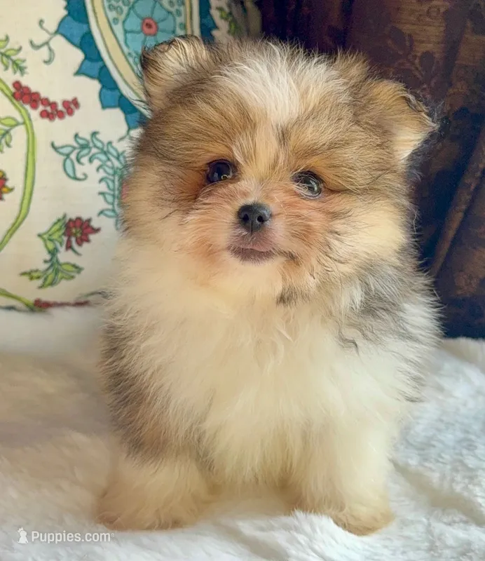 Ace – Pomeranian, Yorkshire Terrier puppy for sale in Niles, IL