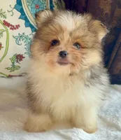 Ace, a male Pomeranian and Yorkshire Terrier for sale in Niles, IL – 1 of 10