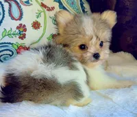 Tea cup Bella, a female Pomeranian and Yorkshire Terrier for sale in Niles, IL – 4 of 7