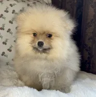 Teddy, a male Pomeranian for sale in Niles, IL – Photo 8 of 10