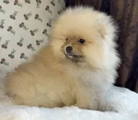Teddy, a male Pomeranian for sale in Niles, IL – Photo 6 of 10