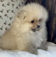 Teddy, a male Pomeranian for sale in Niles, IL – Photo 5 of 10