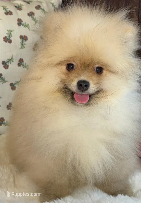 Teddy – Pomeranian puppy for sale in Niles, IL