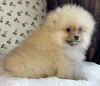 Teddy, a male Pomeranian for sale in Niles, IL – Photo 2 of 10
