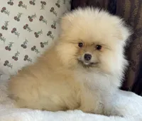 Teddy, a male Pomeranian for sale in Niles, IL – Photo 7 of 10