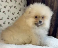 Teddy, a male Pomeranian for sale in Niles, IL – Photo 10 of 10
