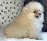 Teddy, a male Pomeranian for sale in Niles, IL – Photo 9 of 10