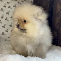 Teddy, a male Pomeranian for sale in Niles, IL – Photo 4 of 10