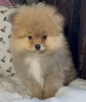 George, a male Pomeranian for sale in Niles, IL – Photo 4 of 10