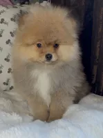 George, a male Pomeranian for sale in Niles, IL – Photo 3 of 10