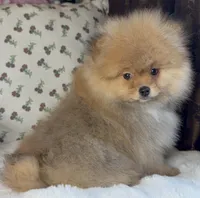George, a male Pomeranian for sale in Niles, IL – Photo 2 of 10