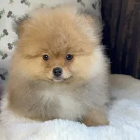 George, a male Pomeranian for sale in Niles, IL – Photo 6 of 10