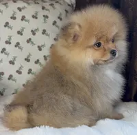 George, a male Pomeranian for sale in Niles, IL – Photo 7 of 10