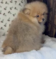George, a male Pomeranian for sale in Niles, IL – Photo 10 of 10