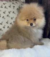 George, a male Pomeranian for sale in Niles, IL – Photo 9 of 10