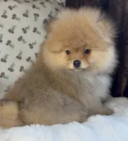 George, a male Pomeranian for sale in Niles, IL – Photo 8 of 10