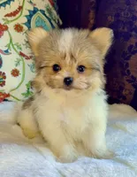 Tea cup Bella, a female Pomeranian and Yorkshire Terrier for sale in Niles, IL – 3 of 7