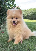 Charlie , a male Pomeranian and Yorkshire Terrier for sale in Niles, IL – 10 of 10