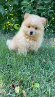 Charlie, a male Pomeranian and Yorkshire Terrier for sale in Pleasant Prairie, WI – 7 of 8
