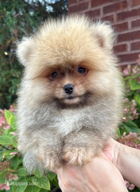 Benny – Pomeranian puppy for sale in Niles, IL