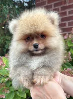 Benny, a male Pomeranian for sale in Niles, IL – 1 of 9