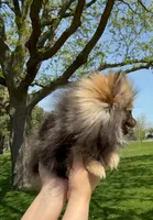 Ruby, a female Pomeranian for sale in Niles, IL – 5 of 8